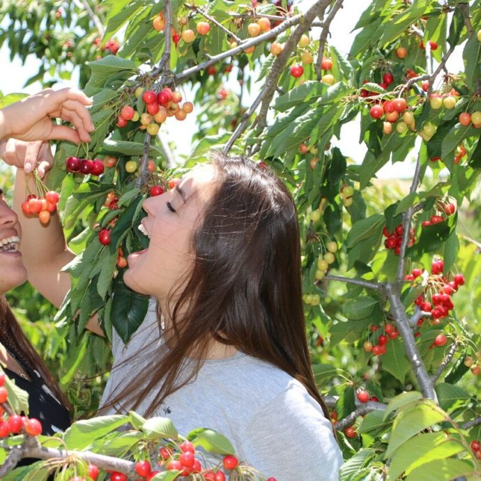 A Druze Culinary Experience: Cherries in the Golan Heights