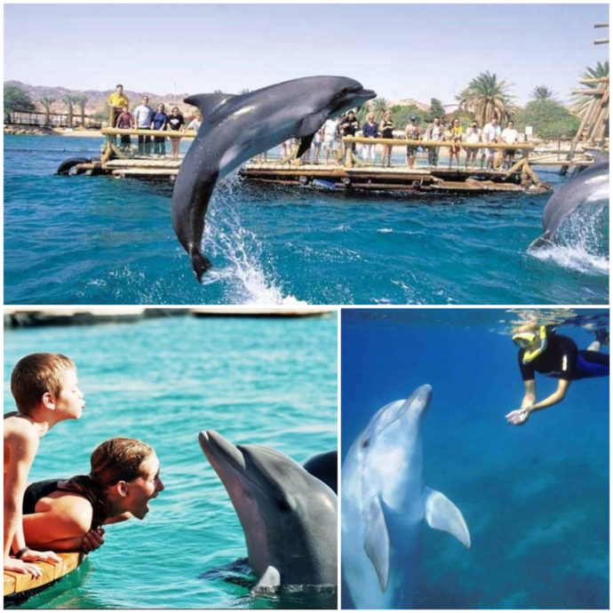 families swimming with dolphins in eilat israel