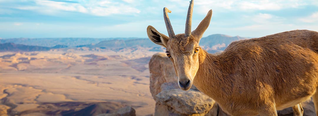 9 Day Private Israel & Petra Tour