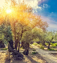 8 Day Catholic Private Tour – Starting from Jerusalem