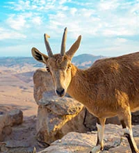 15 Day Israel and Egypt Private Tour